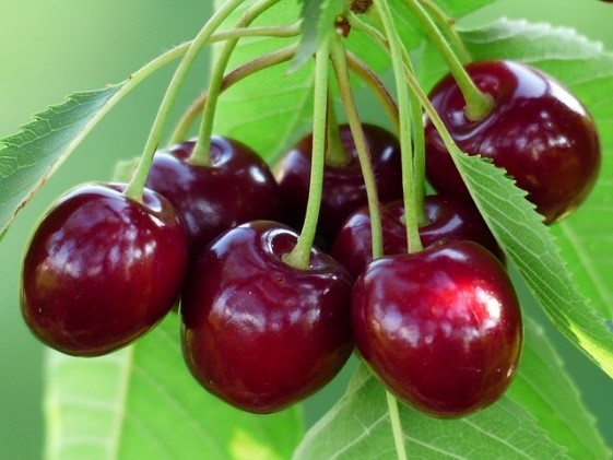 YOUNG CHERRY FESTIVAL