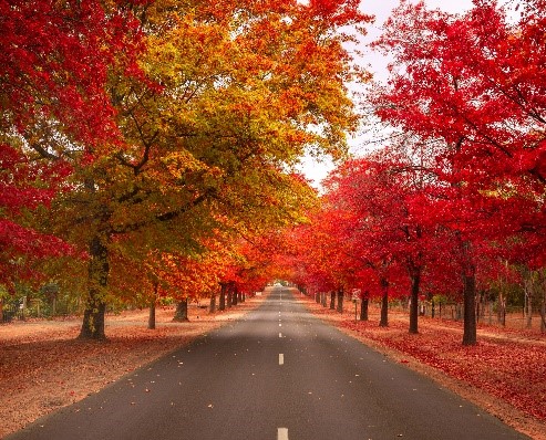 AUTUMN COLOUR IN BRIGHT AND BEECHWORTH